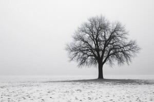 Lonely bare tree standing in a snowy field during a foggy winter day photo
