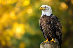 Majestic bald eagle perched on wooden post with blurred autumn background. photo