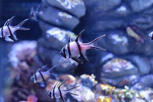 Banggai cardinalfish Pterapogon kauderni swimming in a aquarium in Thailand photo