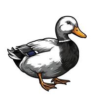 Duck is standing in front of a white background vector