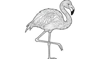 A drawing of a flamingo standing on its legs vector