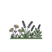 A line drawing of lavender and chamomile vector