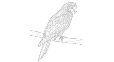 A coloring page of a parrot sitting on a branch vector