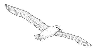 A outline of a seagull flying in the air vector