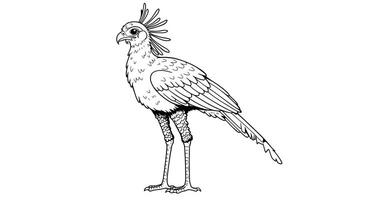 A drawing of a bird with a long tail vector