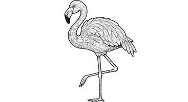 A outline of a flamingo standing on its legs vector