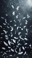 Floating feathers cascade against a dark backdrop, creating a serene and ethereal visual. Motion and lightness define the imagery. photo
