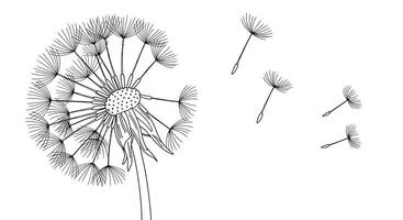 A drawing of a dandelion with seeds flying away vector