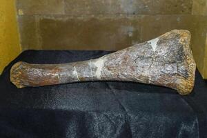 Fossilized bone of Saurolophus found in Gobi desert. photo
