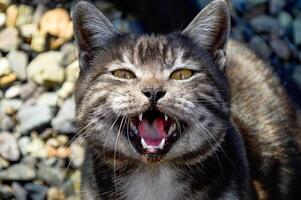 Portrait of 1 year old black cat with gray stripe meowing and asking food photo