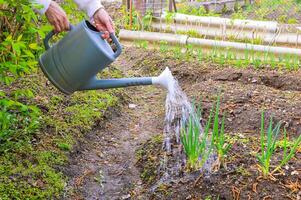 Process of watering beds with green onions using a watering can female hands holding a watering can with water photo