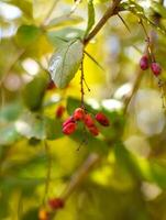 Amur barberry berries on a green background. Russian Far East autumn photo