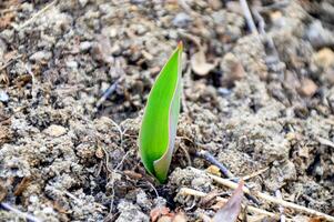 First fresh tulip sprout spring time photo