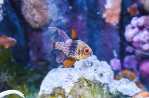 The pajama cardinalfish spotted cardinalfish, coral cardinalfish, or polkadot cardinalfish Sphaeramia nematoptera photo