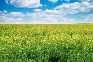 rapeseed field panorama with blue sky and clouds photo