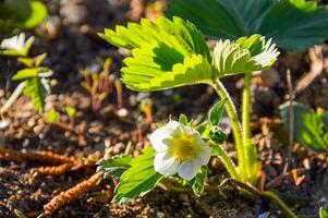 Fresh strawberry sprout with flower without berry under evening sunlight photo