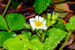 Fresh strawberry flower with leaves and rain drops photo