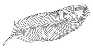 A black and white drawing of a feather vector