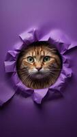 A curious cat with striking green eyes peers through a vibrant purple paper tear, creating a whimsical and eye-catching portrait. photo