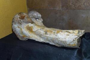 Fossilized bone of Saurolophus found in Gobi desert photo