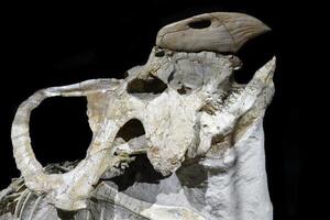 Fossils of Protoceratops found in Mongolia Gobi Desert photo