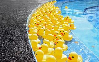 Many bright yellow rubber ducks floating in a pool photo