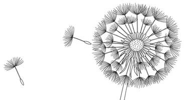 A drawing of a dandelion with seeds vector