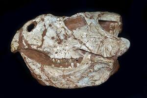 Fossils of Protoceratops found in the Mongolia Gobi Desert photo