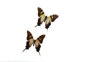 Eurytides serville butterflies on white background photo