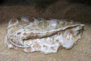 Ancient fossil of jawless fish Cephalaspis in sand photo