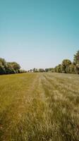 A field with grass and trees in the background photo