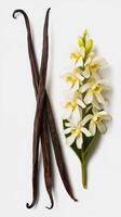 Vanilla sticks and flower isolated on white photo
