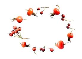White background with isolated wild autumn Russian Far East berries of hawthorn, rose hips. Copy space, oval frame. effect of thrown up berries photo
