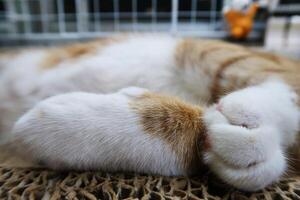 Photographing a cat's hand with a macro lens. Close-up of a cat's paw photo