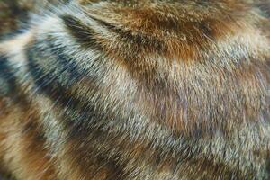 Cat fur texture background. hair or coat texture. Pet hair background. Cat fur pattern , Cat fur Abstract background texture of fur cat close-up Fashion element design photo
