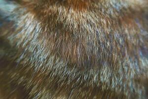 Cat fur texture background. hair or coat texture. Pet hair background. Cat fur pattern Cat fur Abstract background texture of fur cat close-up Fashion element design photo