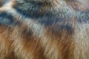 Cat fur texture background hair or coat texture. Pet hair background. Cat fur pattern , Cat fur Abstract background texture of fur cat close-up Fashion element design photo