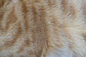 Cat fur texture background. hair or coat texture. Pet hair background. Cat fur pattern , Cat fur Abstract background texture of fur cat close-up Fashion element design. photo