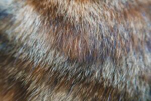 Cat fur texture background. hair coat texture. Pet hair background. Cat fur pattern , Cat fur Abstract background texture of fur cat close-up Fashion element design photo