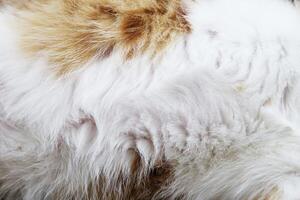 Cat fur texture background. hair or coat texture Pet hair background. Cat fur pattern , Cat fur Abstract background texture of fur cat close-up Fashion element design photo