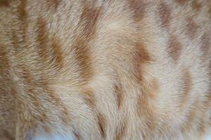 Cat fur texture background. hair or coat texture. Pet hair background. Cat fur pattern , Cat fur Abstract background texture of fur cat close up Fashion element design photo