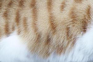 cute Cat fur texture background. hair or coat texture. Pet hair background. Cat fur pattern , Cat fur Abstract background texture of fur cat close-up Fashion element design photo