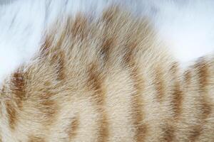 Cat fur texture background. hair coat texture. hair background. Cat fur pattern , Cat fur Abstract background texture of fur cat close-up Fashion element design photo