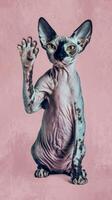 Portrt funny sphynx cat highfive isolated on pink pastel background photo