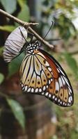 Close up of morpho butterfly coming out of chrysalis photo
