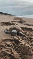A turtle on the beach with its head out of the water photo