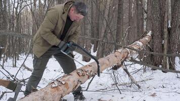 Man Sawing a Fallen Tree in Winter Forest, A man in winter clothing uses a saw to cut a fallen birch tree in a snowy forest for bushcraft purposes. video