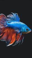Beatiful betta fish moveing with black background photo