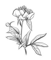 black and white hand drawing peony branch vector
