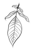 Hand-drawn branches with walnut leaves vector